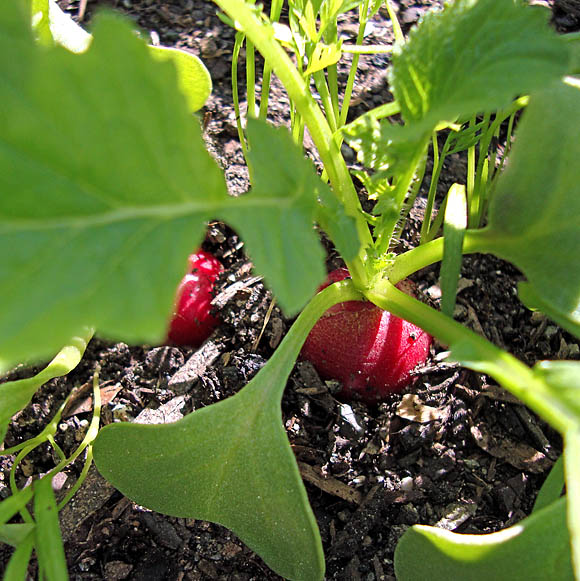 Rain Barrel Garden Thinning Radishes & Beets + Beet Greens Recipe