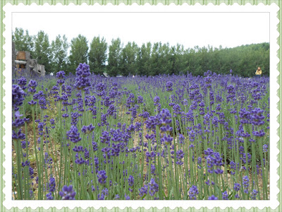Farm Tomita Lavender Farm Tomita Lavender