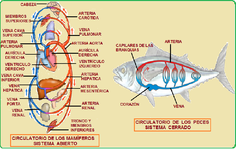 BIOLOGIA MARINA PEZ BIOLOGIA MARINA PEZ