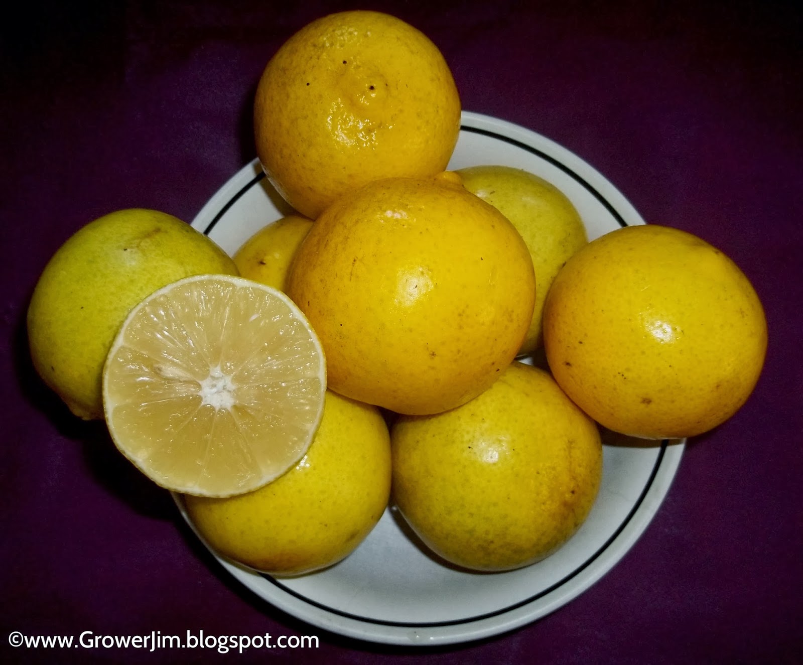 Garden Adventures Sweet lemon (Citrus limetta)