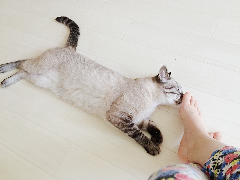 飼い主の足の臭いを嗅ぐ猫