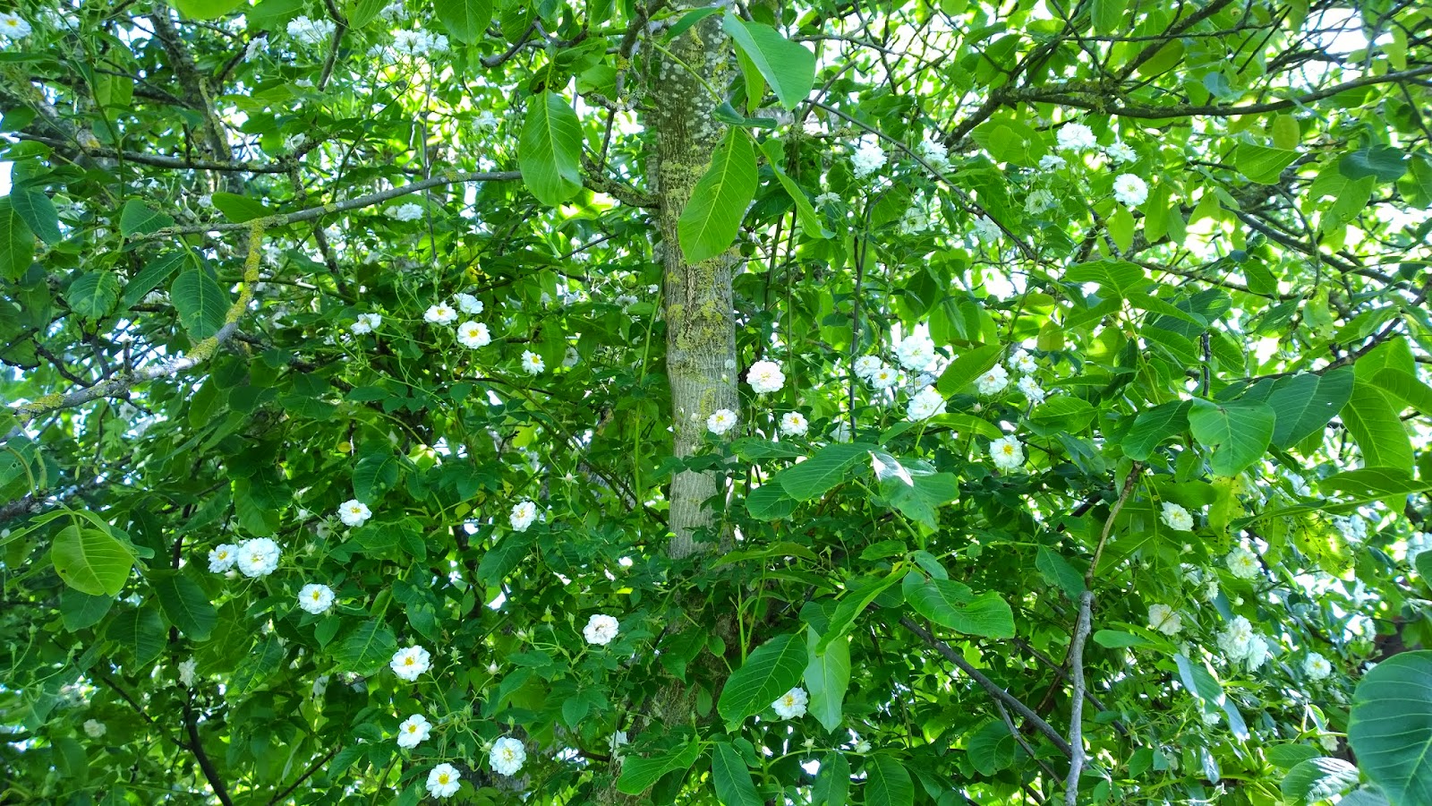 Ramblerrose Paul's Himalayan Musk (c) by Joachim Wenk Ramblerrose Paul's Himalayan Musk (c) by Joachim Wenk
