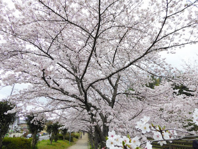 交野市星田・傍示川沿いの桜