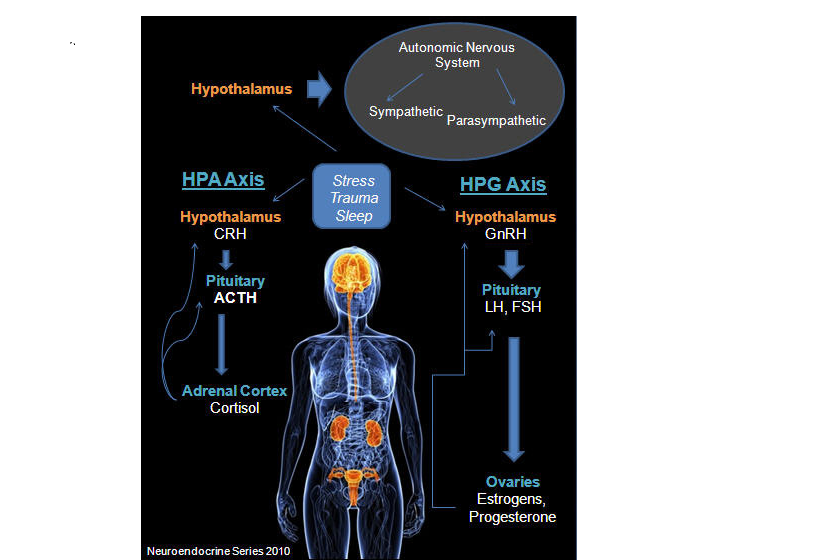 American Academy of Acupuncture and Oriental Medicine How Acupuncture