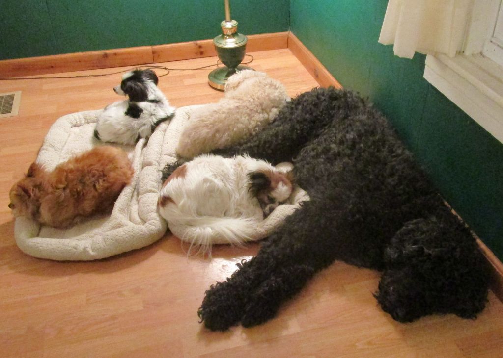 Windswept Adventure Dogs And Cats At Home