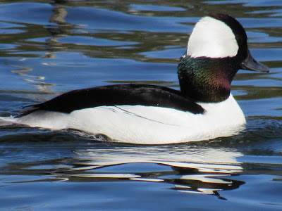 Bufflehead