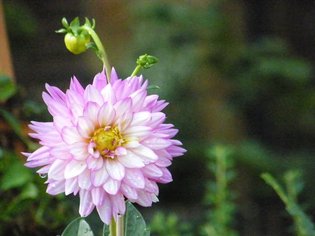 A beautiful pink dahlia and bud stand alone in the garden.