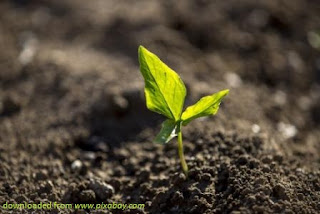 Kelestarian Tanah (Land Conservation) Kelestarian Tanah (Land Conservation)