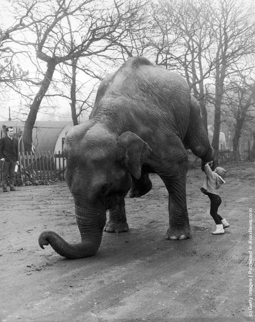 Old+&+Funny+Photos+of+Elephants+(4).jpeg