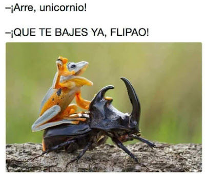 Arre , unicornio, que te bajes ya, flipao , rana, escarabajo rinoceronte Arre , unicornio, que te bajes ya, flipao , rana, escarabajo rinoceronte