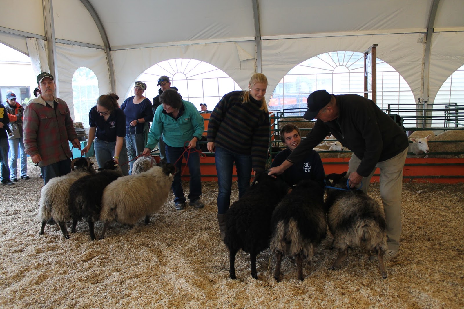 Wild Air Shetlands Show Season and Sheep for Sale