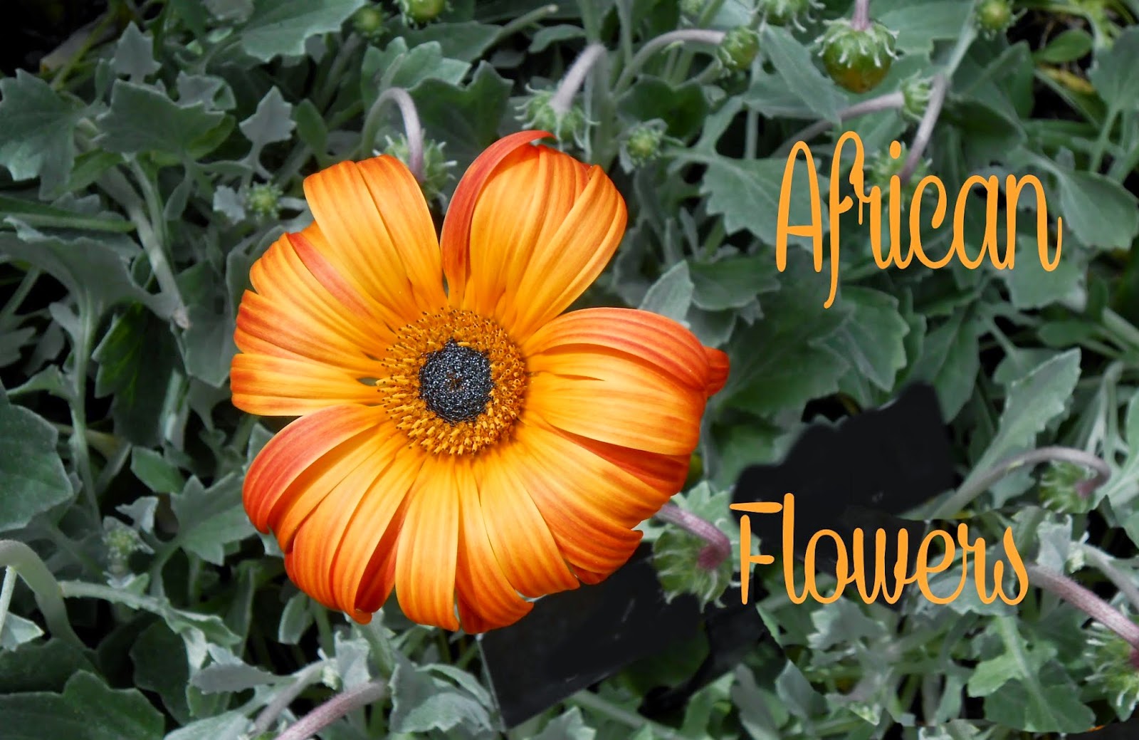 My Virtual Garden 2 African Flowers