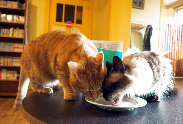 cats cleaning plate