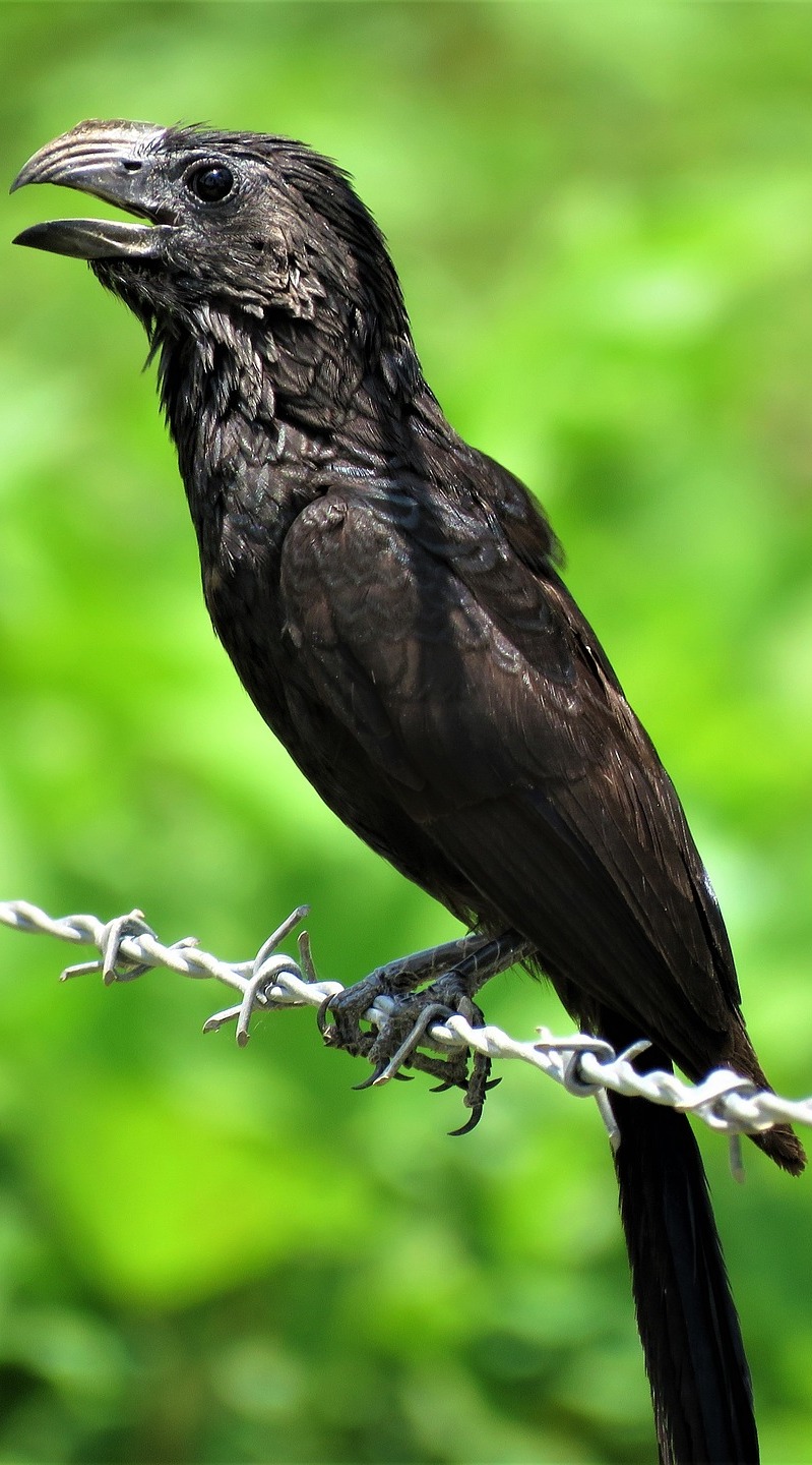  Picture of a groove billed ani.