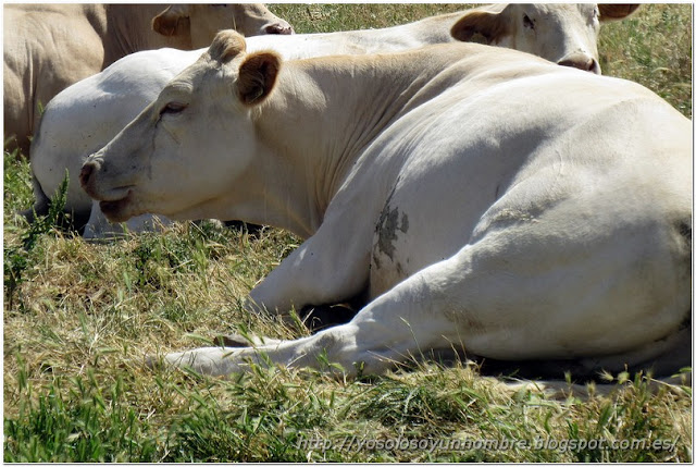 ¿Vaca o leona? ¿Vaca o leona?