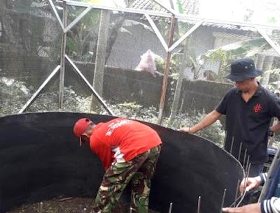 Tekan Biaya Pakan Iken Lele, Mahasiswa UB Budidaya Kecoa