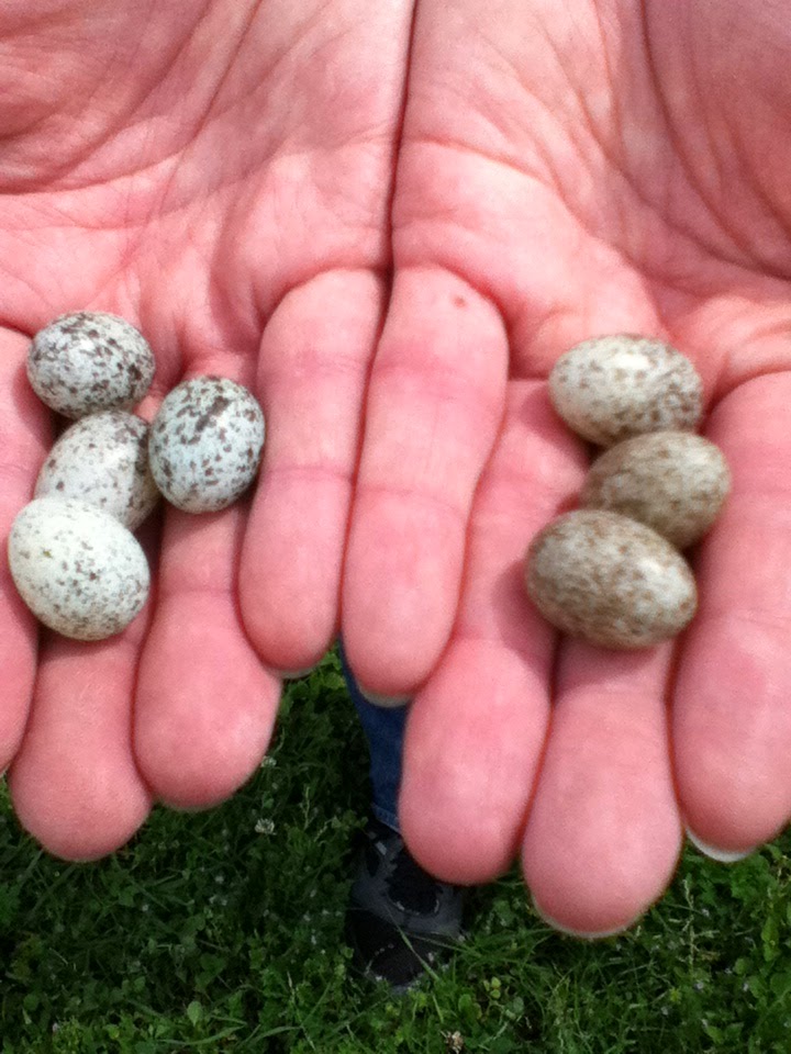 sparrow eggs sparrow eggs