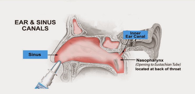 Pictures Of Ear Canal Sinus Passage 33