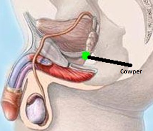 próstata y glándulas cowper para qué sirve