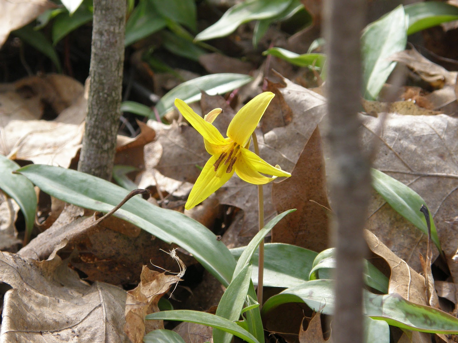Trouble in Native Paradise A North American Spring Bulb, the Trout Lily