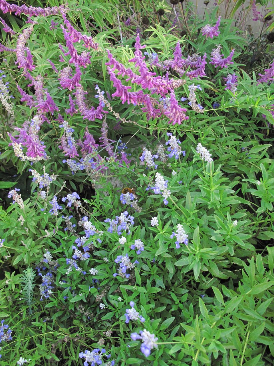 ROCK ROSE TEXAS NATIVE PLANT WEEK OCT. 16th. 22nd. WHAT