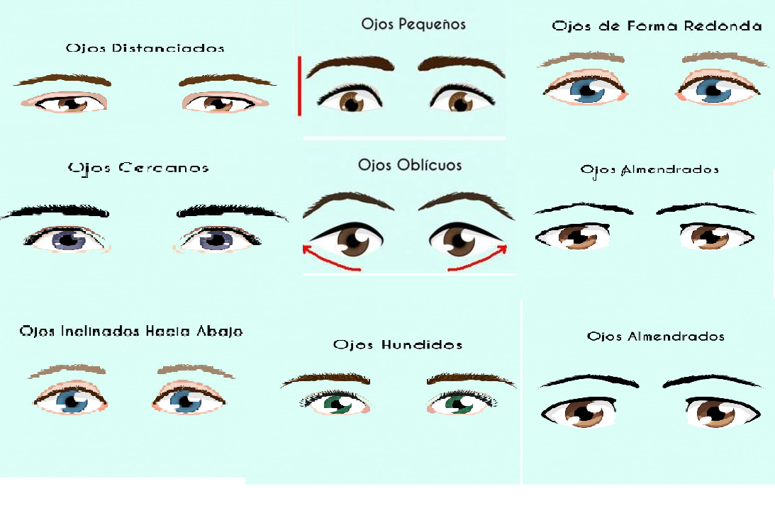 Какие есть формы глаз. Типы разреза глаз. Разные типы глаз. Миндалевидная форма глаз. Формы глаз человека.