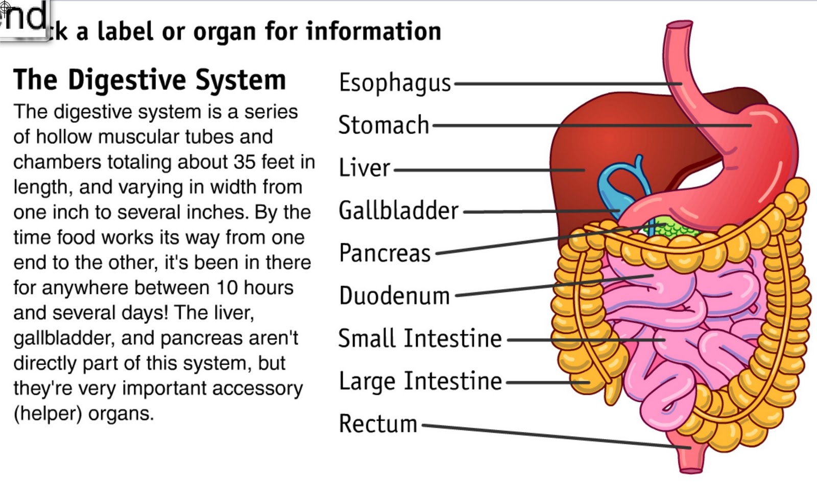 What Are The Main Organs Of The Respiratory System - Unique and