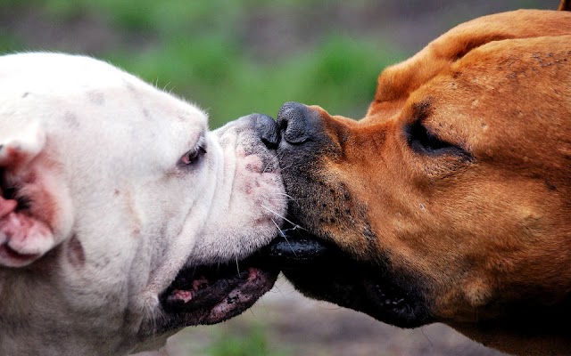 Two dogs kissing wallpaper