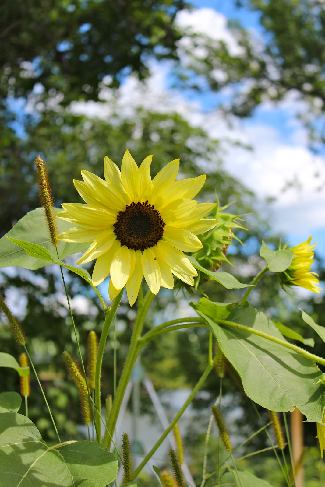 River Bliss Sunflowers Growing Toward the Sun