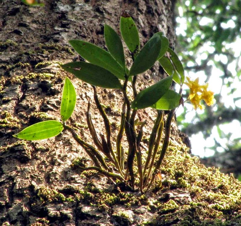 Hình ảnh 1 cây thủy tiên tua mọc tự nhiên trong rừng