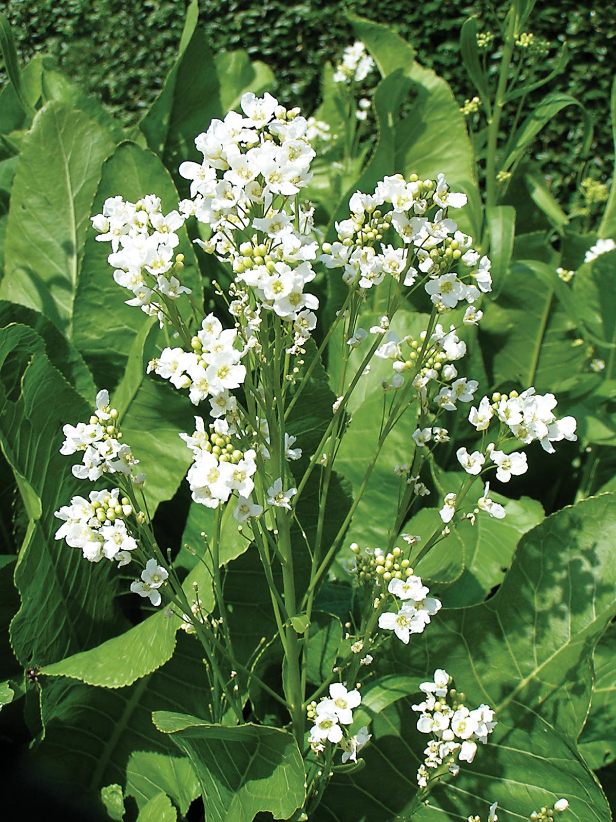 Temperate Climate Permaculture Permaculture Plants Horseradish