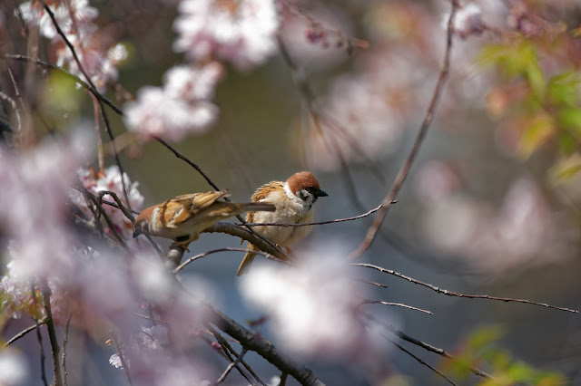SONY ILCE-9 FE 100-400mm F4.5-5.6 GM OSS