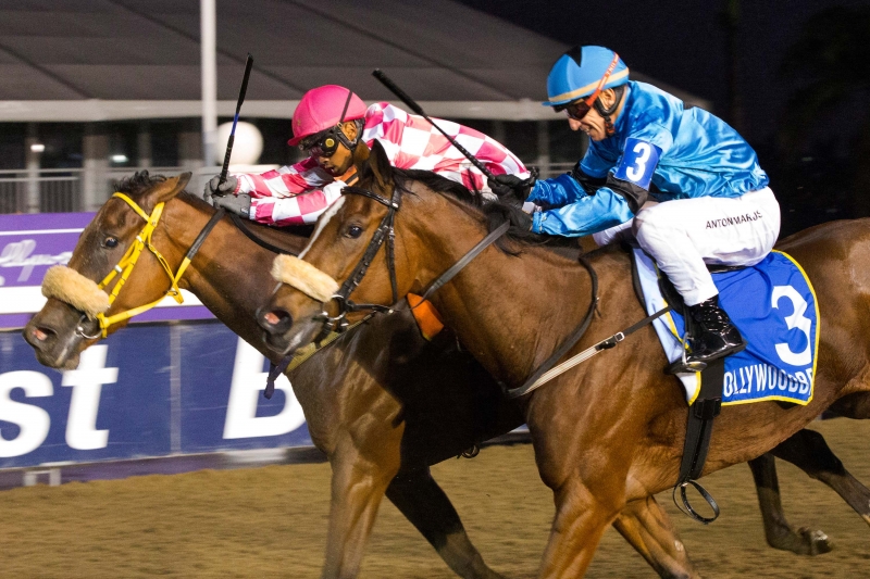 Night racing at Hollywoodbets Greyville Night racing at Hollywoodbets Greyville