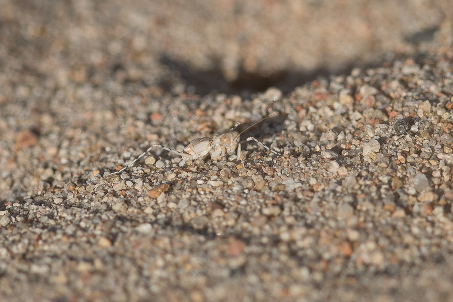 Desert Mantis 