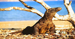 Tempat Wisata terkenal Pulau Komodo