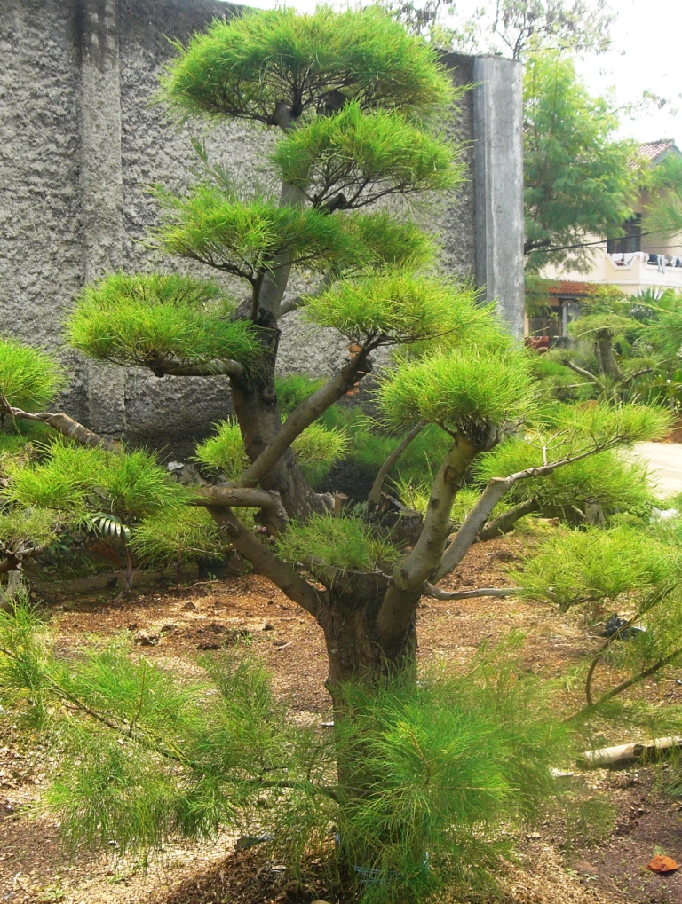 Aneka Tanaman Hias ~ Pembuat Taman Minimalis