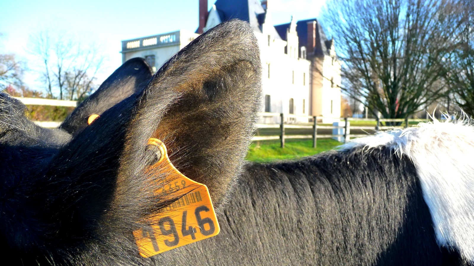 Le lycée Agricole de Laval au SIA 2013 : Notre championne