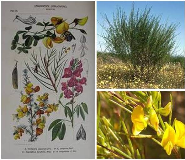 Ottawa Valley Dog Whisperer Rooibos Tea for Dogs Immune System