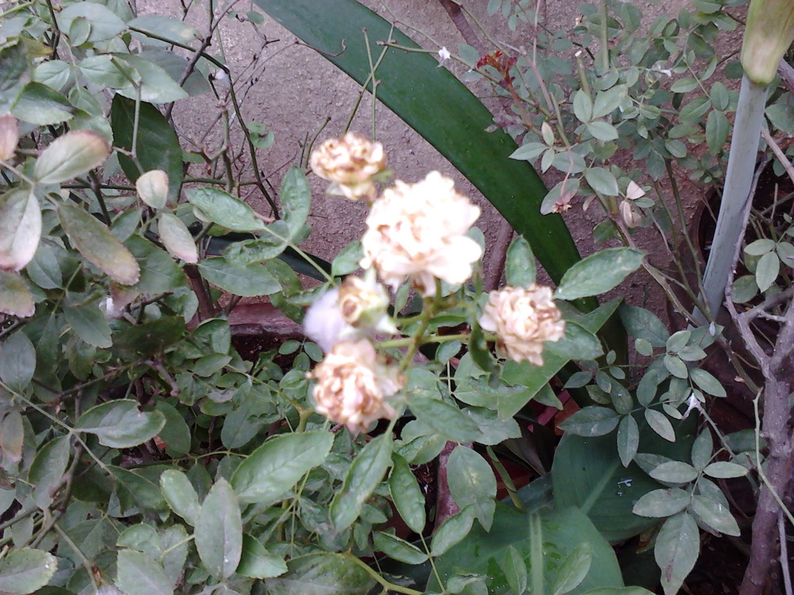 Garden Care Simplified Why my Rose Flowers are Burnt and Small Size