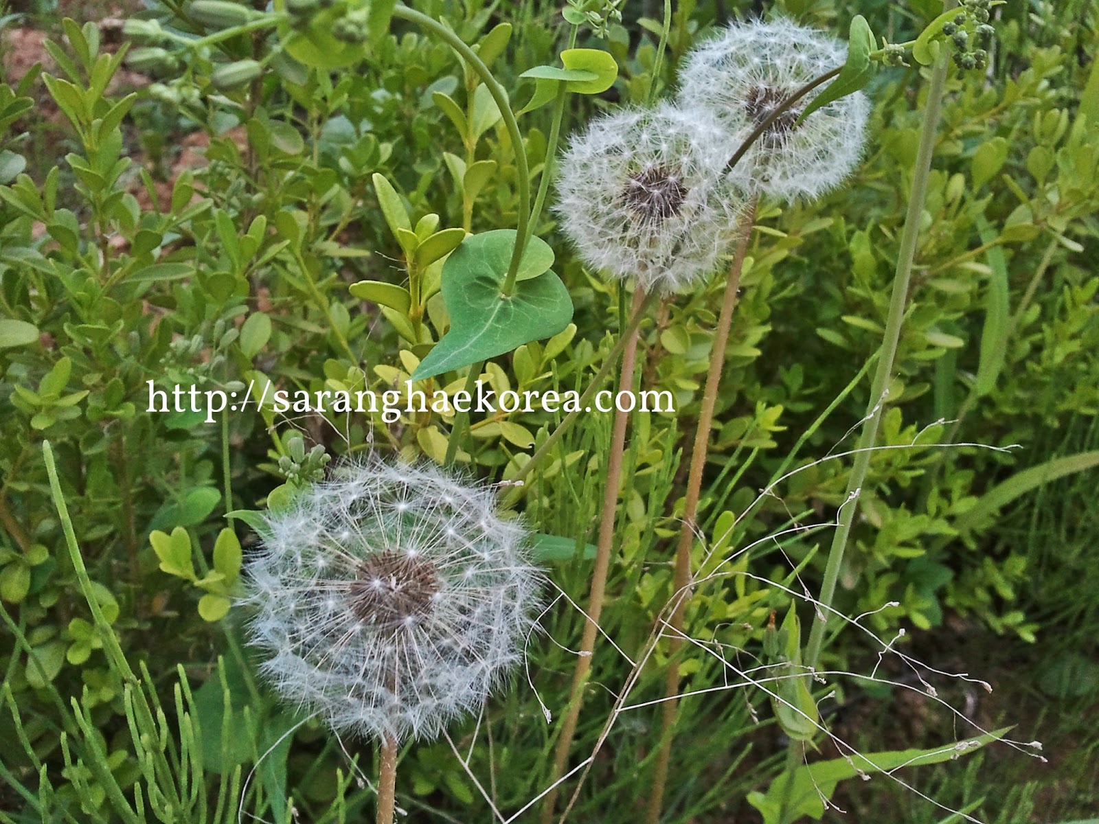 8 Featured Wild Spring Flowers of Korea