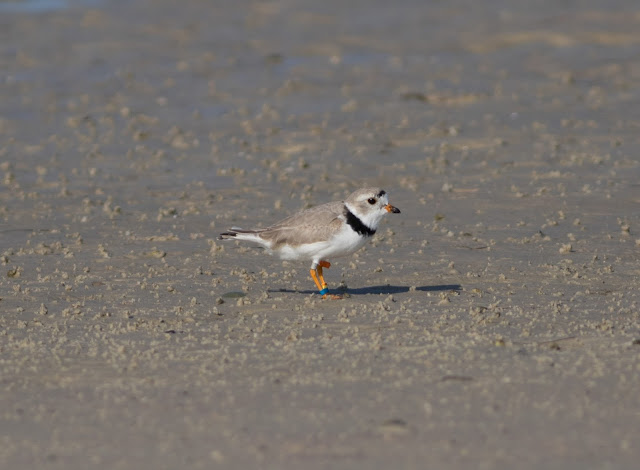 Piping Plover - Bunche Beach, Florida Piping Plover - Bunche Beach, Florida