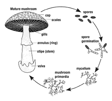 Knowledge Class: Classification of Fungi diagram of spores 