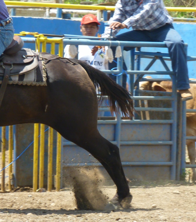 joe rodeo panama