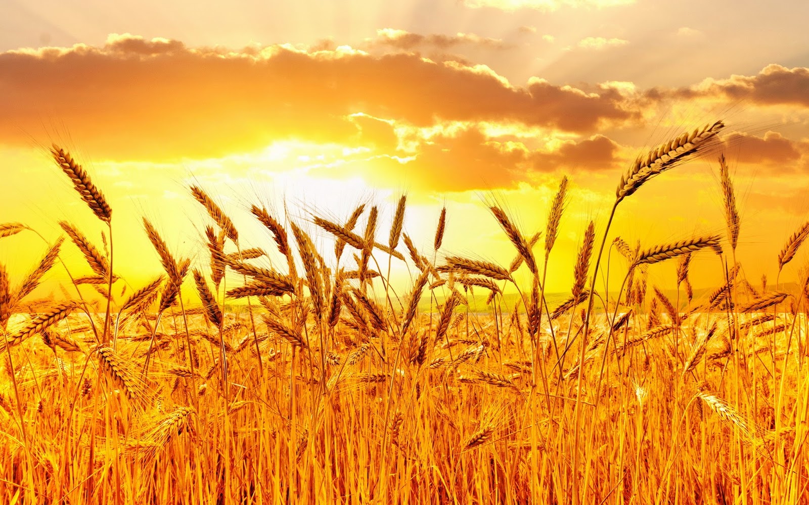 Corazón de Jesús en Vos Confío: Soy trigo de Dios y he de ser molido