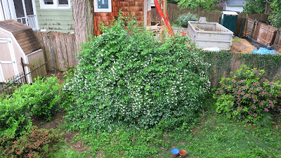 Streambank MOck Orange, Today, May 21, 2016, 9:06:05 AM