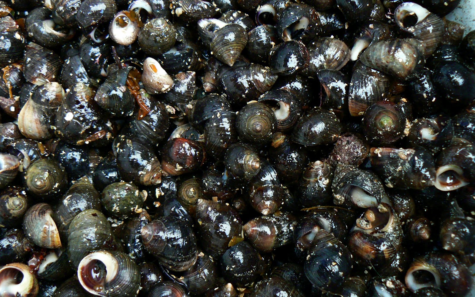 A Kilchoan Diary: After the Whelks