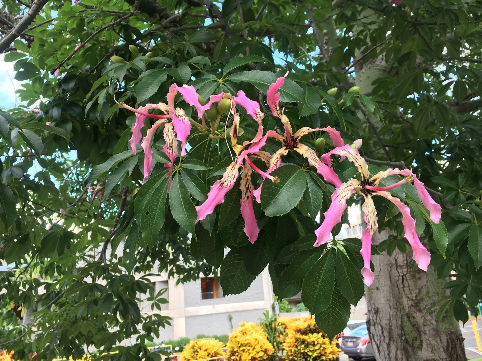 Ceiba speciosa (Silk Floss Tree)