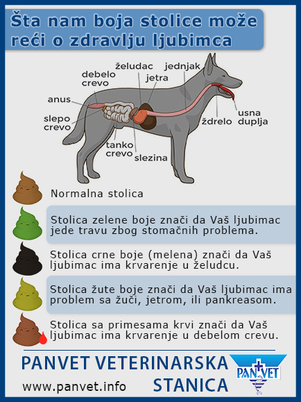 Panvet infografika - izgled stolice kod pasa