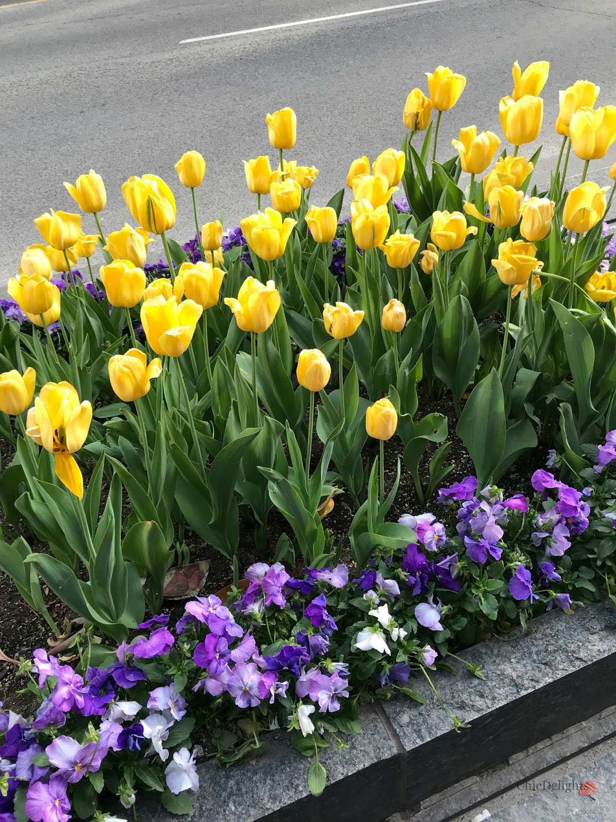 Spring Blooms At BloorYorkville Chic Delights