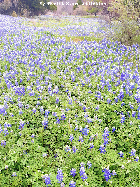 spring in the Texas Hill Country 